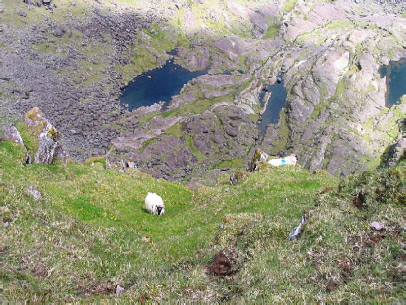 looking down the hill - spotting punk sheep