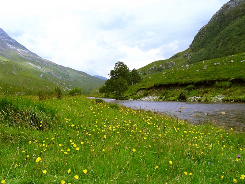 Meadow in upper Glen Nevis